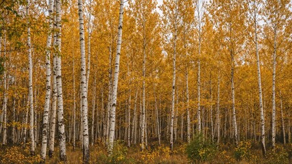 Fototapeta premium Gorgeous autumn landscape featuring yellow birch trees in a forest