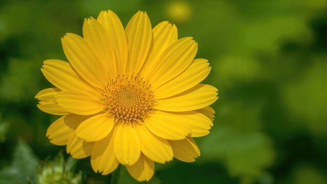 Bright yellow floral crown set on a vibrant greenery background