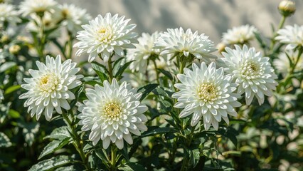 Elegant white chrysanthemum flowers in a natural setting