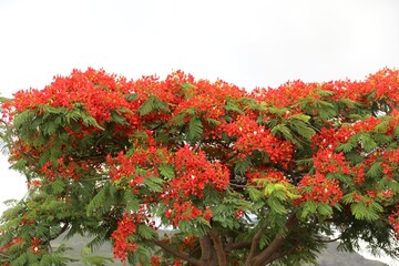 A striking Royal Poinciana tree (Delonix regia) in full bloom with brilliant red flowers and lush...