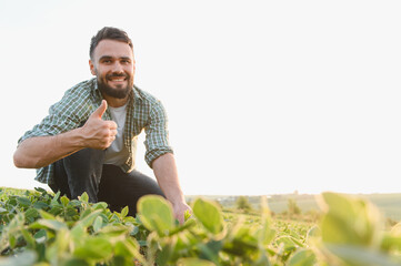 Agronomist inspecting crops and showing thumbs up in soybean field