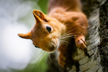 Red squirrel on a tree in close-up © Vyacheslav