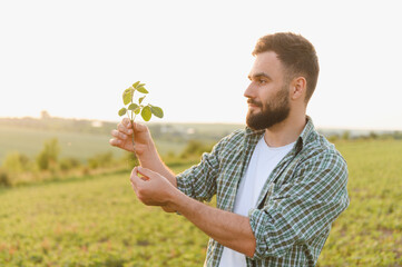 Agronomist holding and inspecting soybean plant in cultivated field at sunset