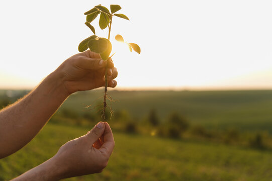 Agronomist holding soybean plant at sunset, examining roots in field