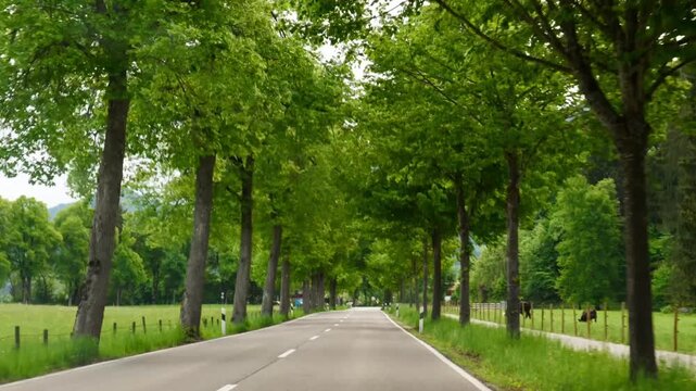 A scenic drive down a countryside road lined with tall green trees on both sides, with cows grazing peacefully in a meadow to the right. Filmed in motion