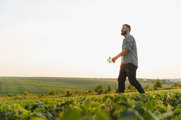 Fototapeta premium Agronomist walking and inspecting crops in soybean field at sunset