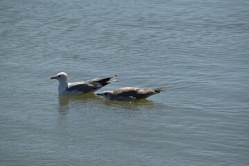 A gull mother is swimming with its baby in water in bright summer day.