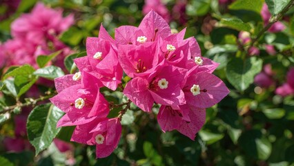 Fototapeta premium Popular ornamental plants include bougainvillea spectabilis and paper flowers, known for their red and white hues