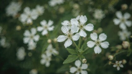 Light trails and out-of-focus flowers backdrop