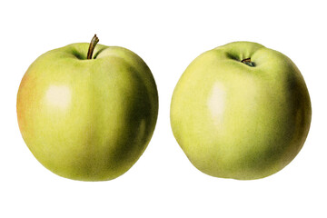 Vintage green apples transparent png. Digitally enhanced illustration