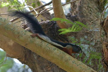 Asian tricolored squirrel on a tree branch
