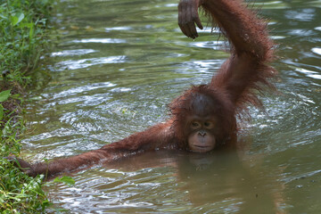 young orangutan swimming in the river