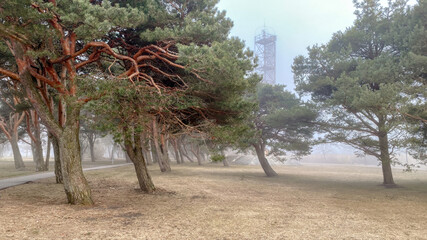 Atmospheric landscape featuring a grove of pine trees with distinctive reddish-brown trunks and...