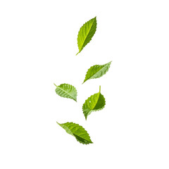 Fototapeta premium Beautiful green mint leaves falling against on white background