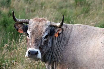 Regard triste du taureau