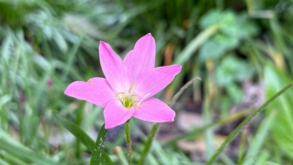 A single pink rain lily blooms elegantly amidst lush green foliage outside during the day