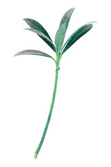 Leaf branch png sticker, transparent background