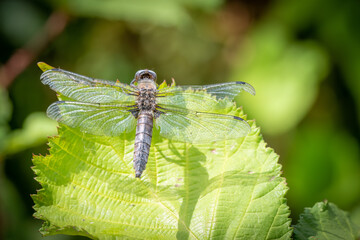 scarce chaser on a leaf dragonfly 
