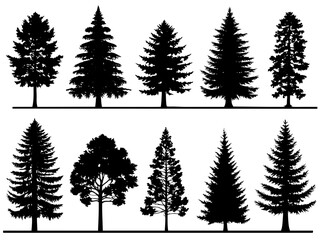 Obraz premium Silhouette vector illustration of various types of evergreen trees