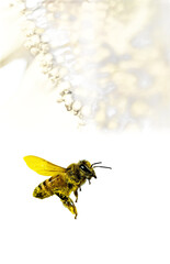 Honey bee isolated on transparent background 