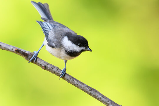Carolina Chickadee
