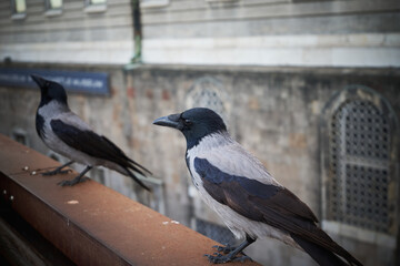 A curious Hooded Raven (Corvus cornix) waiting to be photographed
