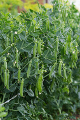 A large pea bush with fresh, ripe pods. Growing peas.
