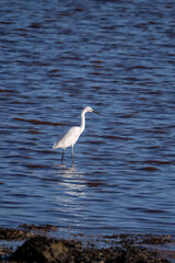 White egret bird wading in the water 