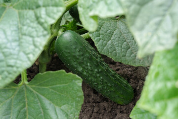 A cucumber in the garden among the leaves. Gardening farming ecological farming vegetable gardening food natural products.