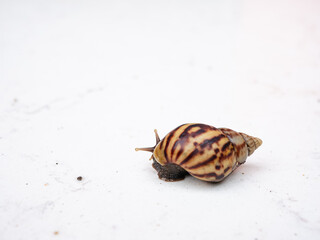 Africa Land Snail on white background.