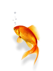 Peixinho de aqu&aacute;rio vermelho, isolado em fundo branco