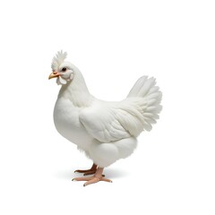 Fototapeta premium White Chicken Standing on White Background – High-Resolution Photorealistic Stock Photo