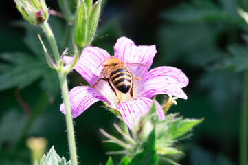 A honey bee on a purple Geranium maculatum flower
