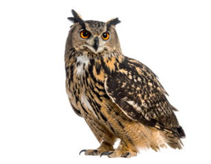A majestic large owl with striking orange eyes gazes directly forward, displaying its intricate feathered patterns.