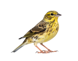 A colorful songbird with bright yellow feathers and intricate markings stands poised and alert.