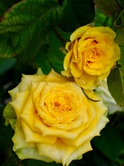 yellow rose on green background