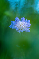 wild flower scabious in a meadow soft focus close up 