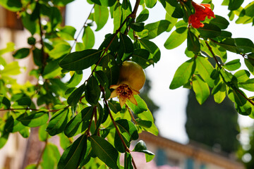 An unripe pomegranate on a branch in the day. Italy.