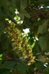 Leaves and fruits of Paulownia tomentosa. It is often used as an ornamental plant, as well as for...