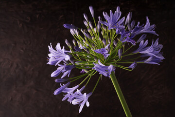 Fiori blu violetti di Agapanto (Agapanthus) in primo piano su fondo scuro