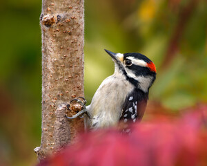 Downy Woodpecker