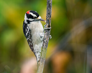Downy Woodpecker