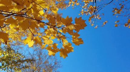 Autumn leaves against a vibrant blue sky