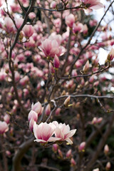 Lush pink magnolia blossoms on branches in soft springtime light