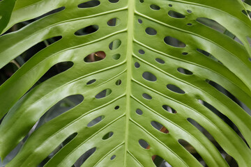 Monstera deliciosa leaf deatail. Plant is also called Swiss cheese plant.
Evergreen vine, growing...