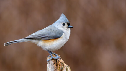 Tufted Titmouse