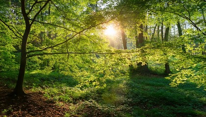Obraz premium fresh green leaves with sunlight shining through branches in peaceful forest scene