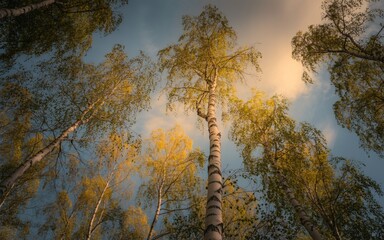 Looking up through the canopy of tall birch trees towards a bright sunny sky