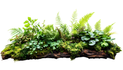 Green Landscape with Moss and Plants on Wood Base isolated on transparent background
