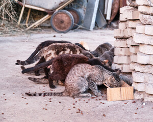Group of stray cats eating together in a farmyard setting
